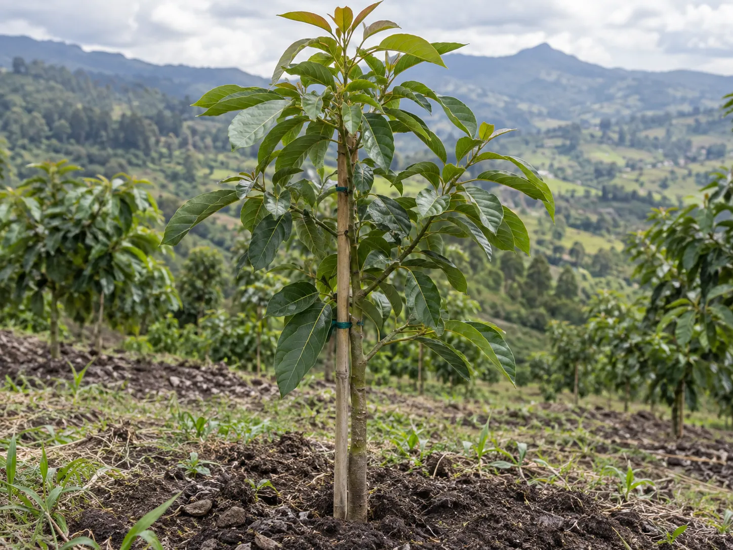 Árbol joven injertado en campo