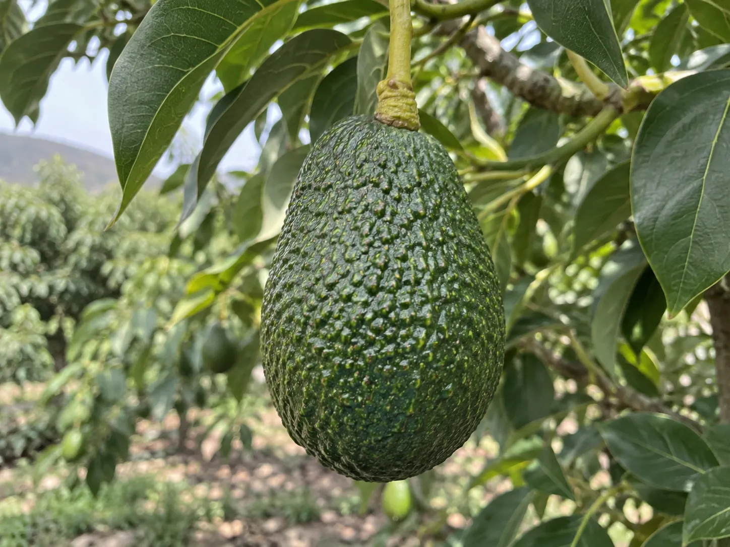 Fruto listo para cosecha