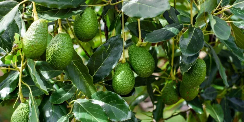 Aguacates en árbol cultivo Escobagro