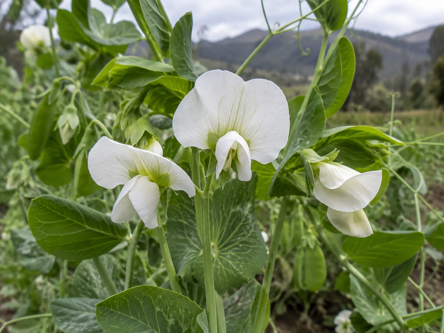 Flor abierta
