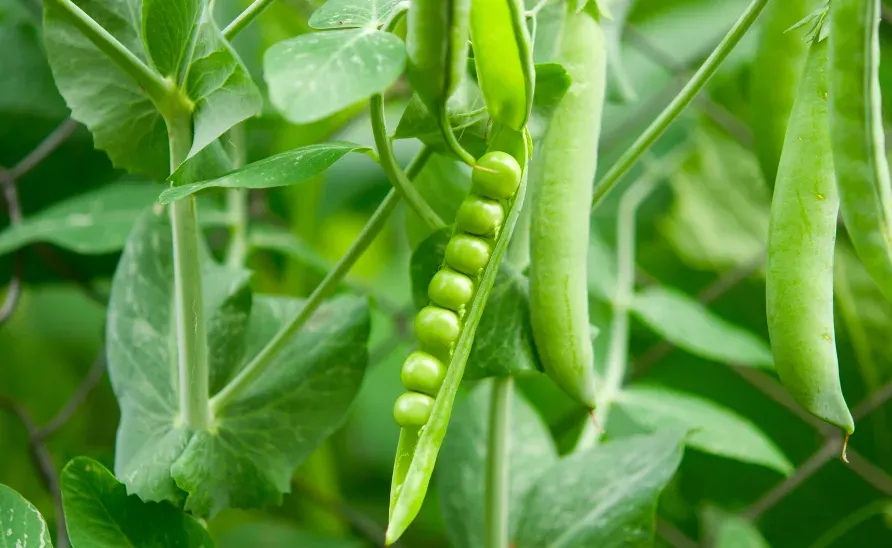 Vainas de arveja en cultivo Escobagro