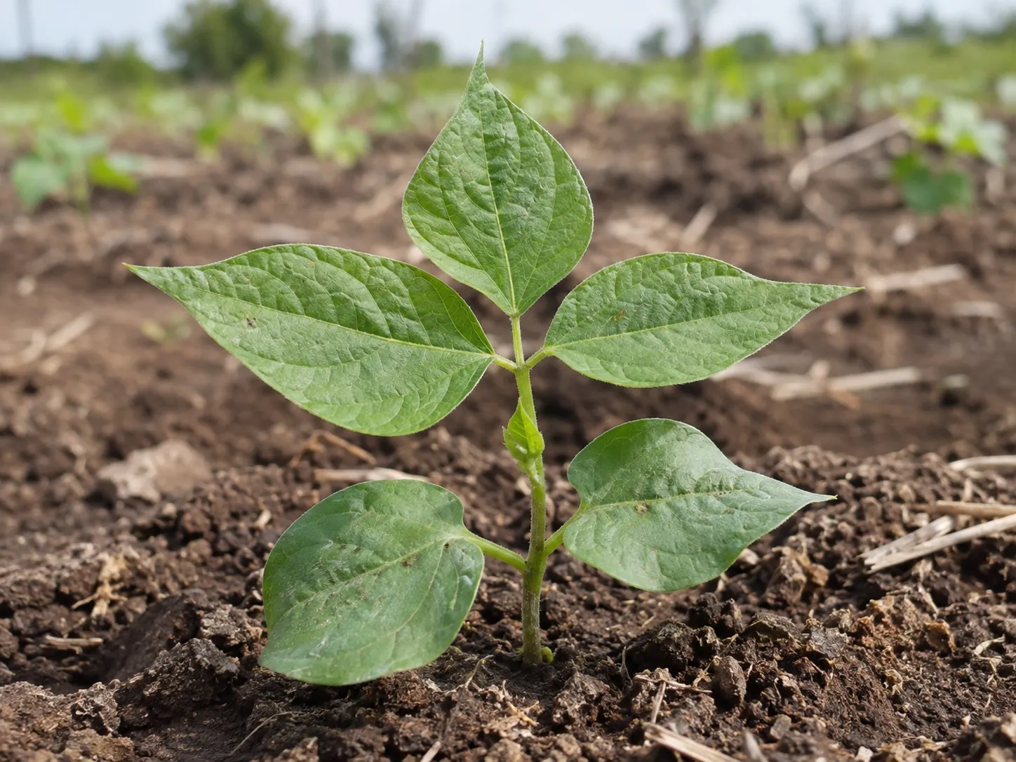 Primera trifoliada