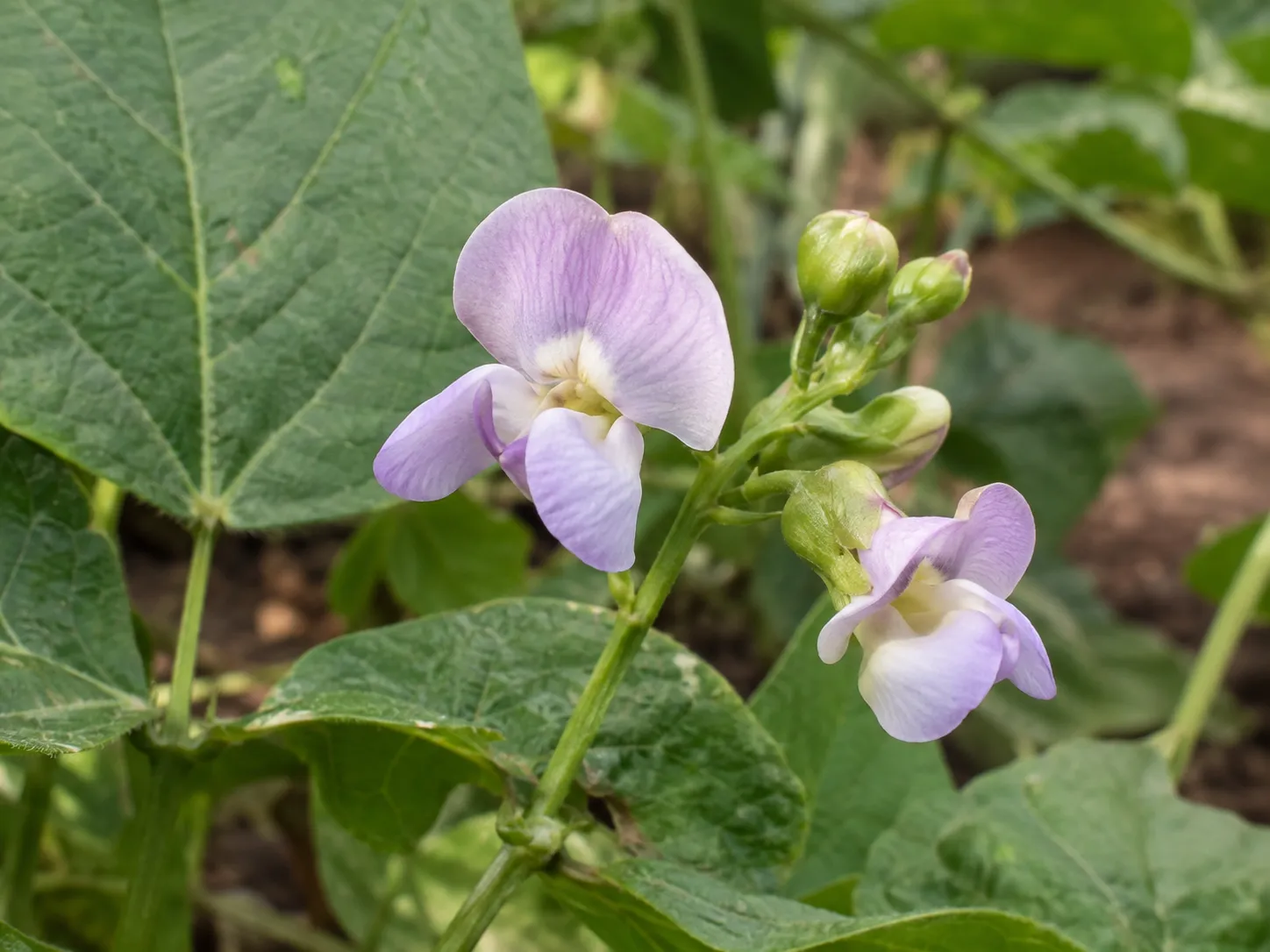 Flor abierta
