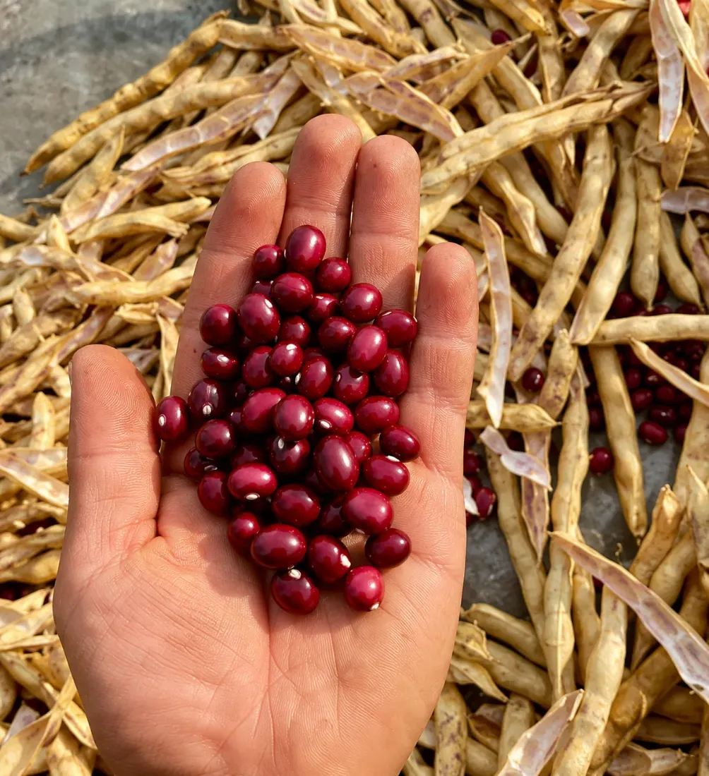 Fríjoles rojos recién desgranados en cultivo Escobagro