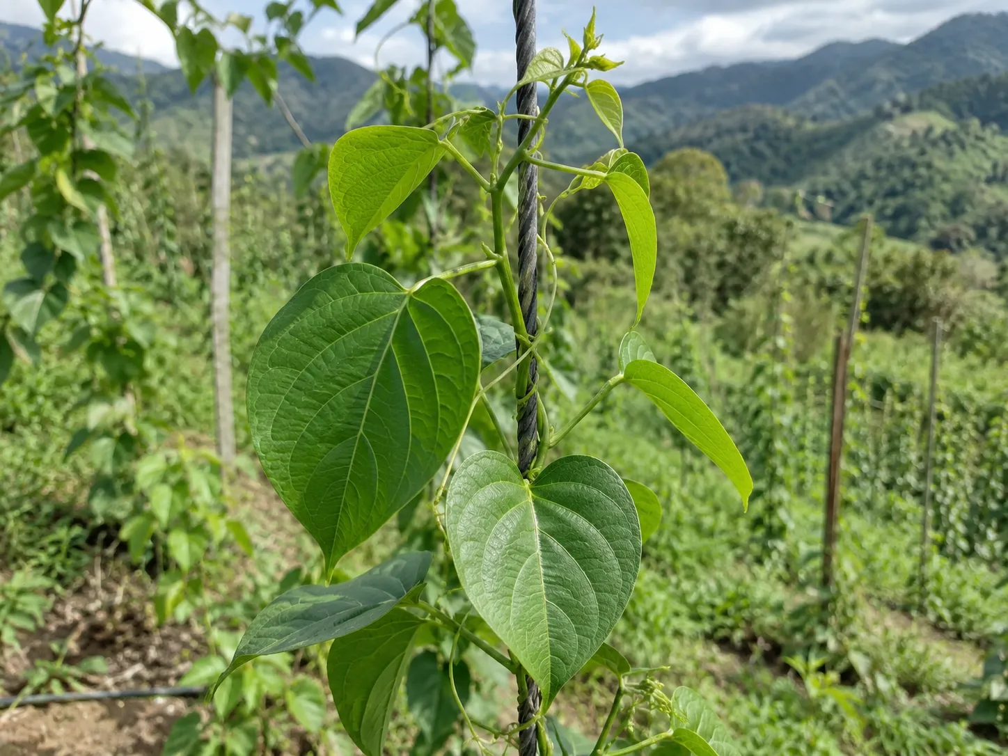 Planta en crecimiento