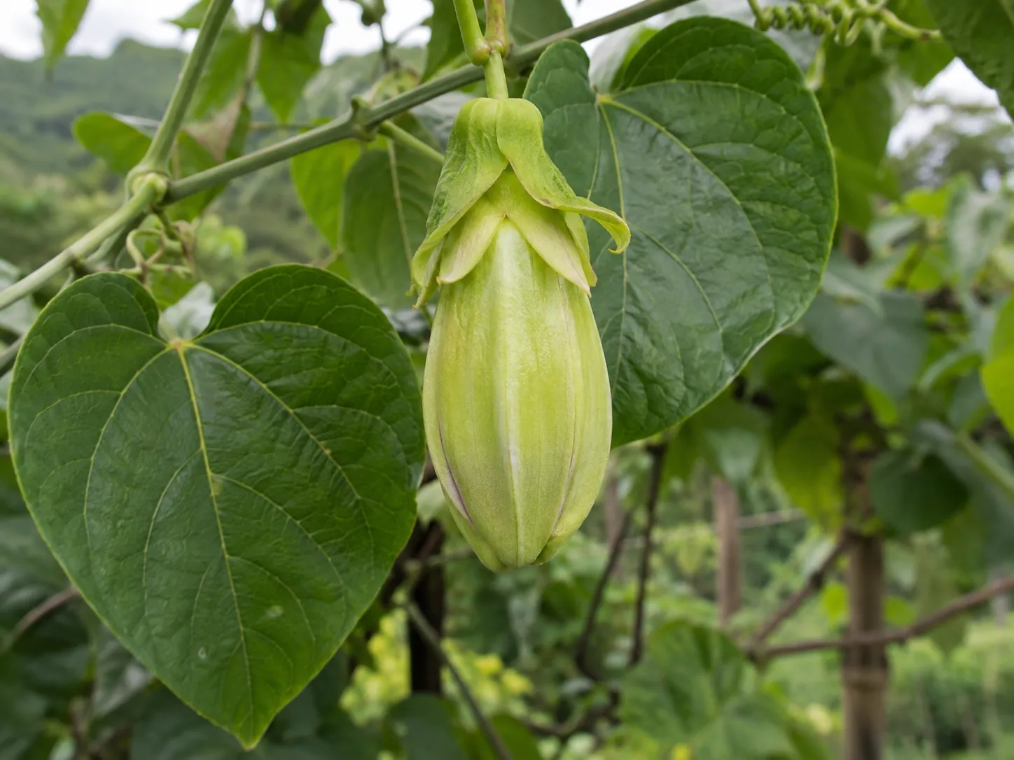 Botón floral