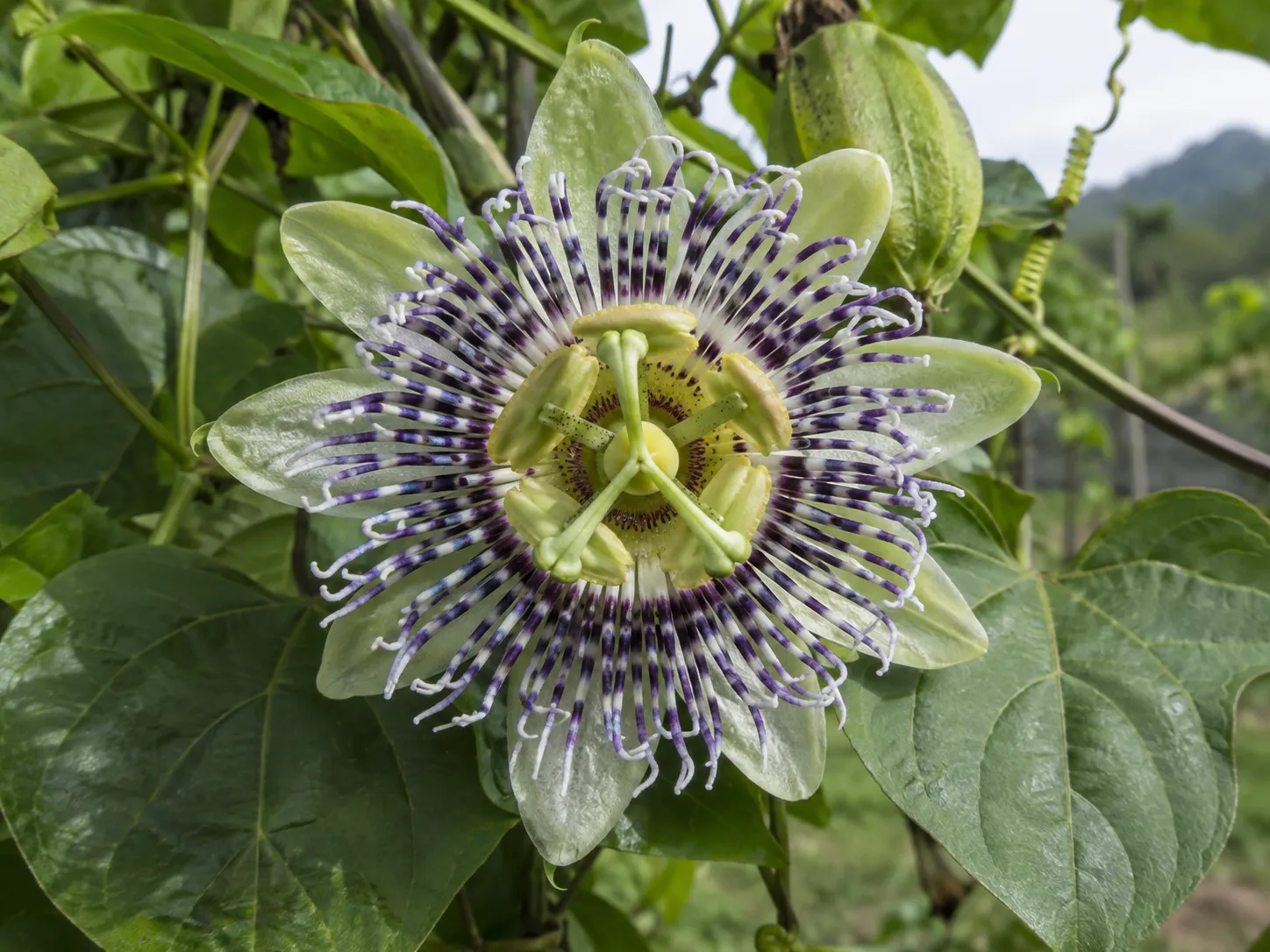 Flor abierta