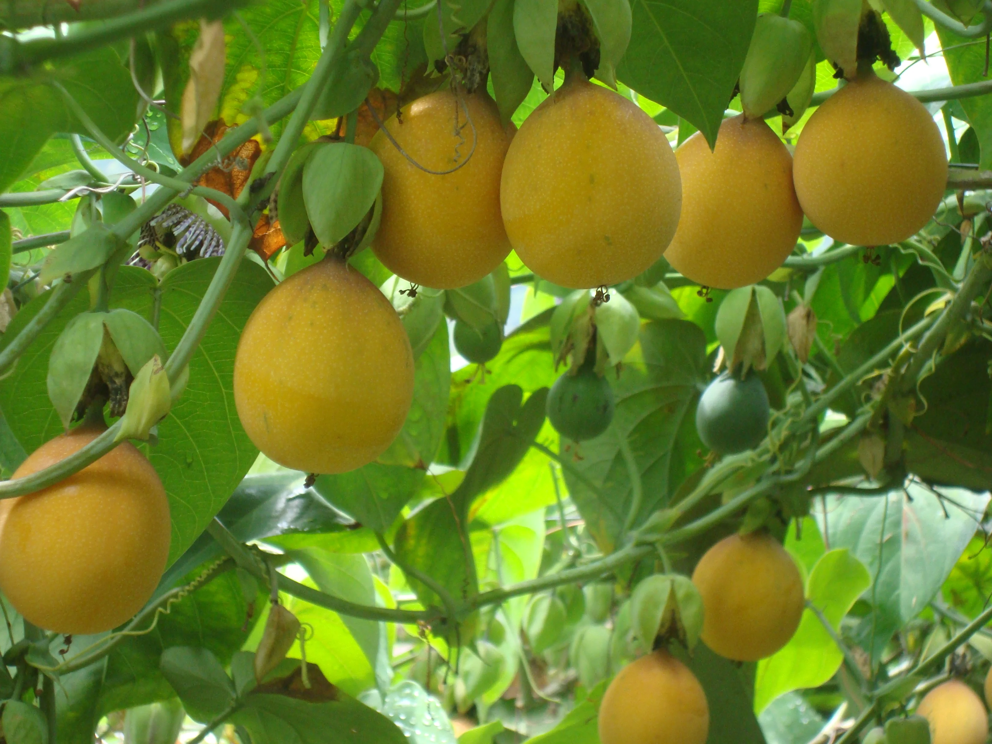 Granadilla en cultivo Escobagro