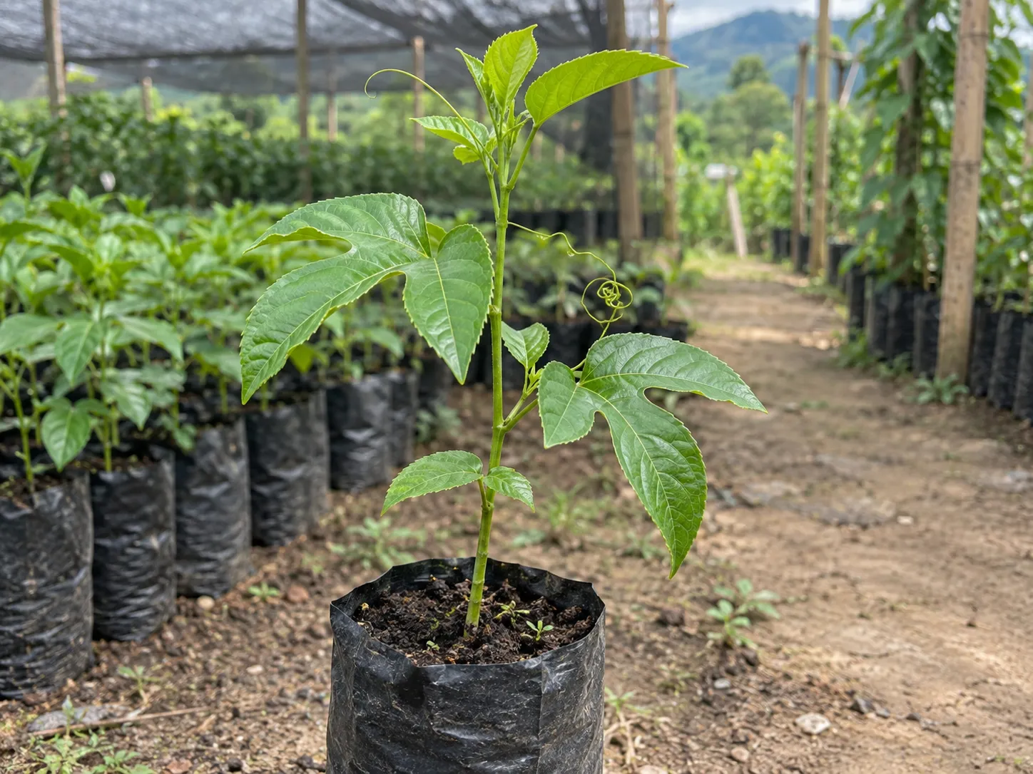 Plántulas en vivero