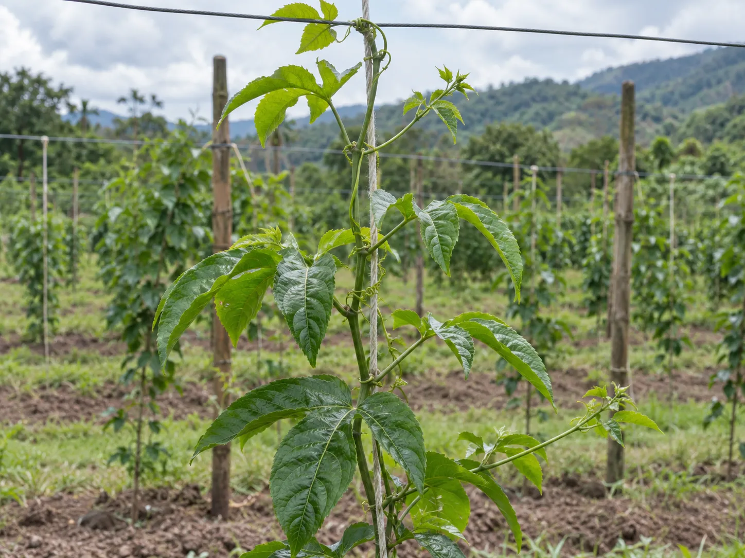 Planta conducida al tutorado