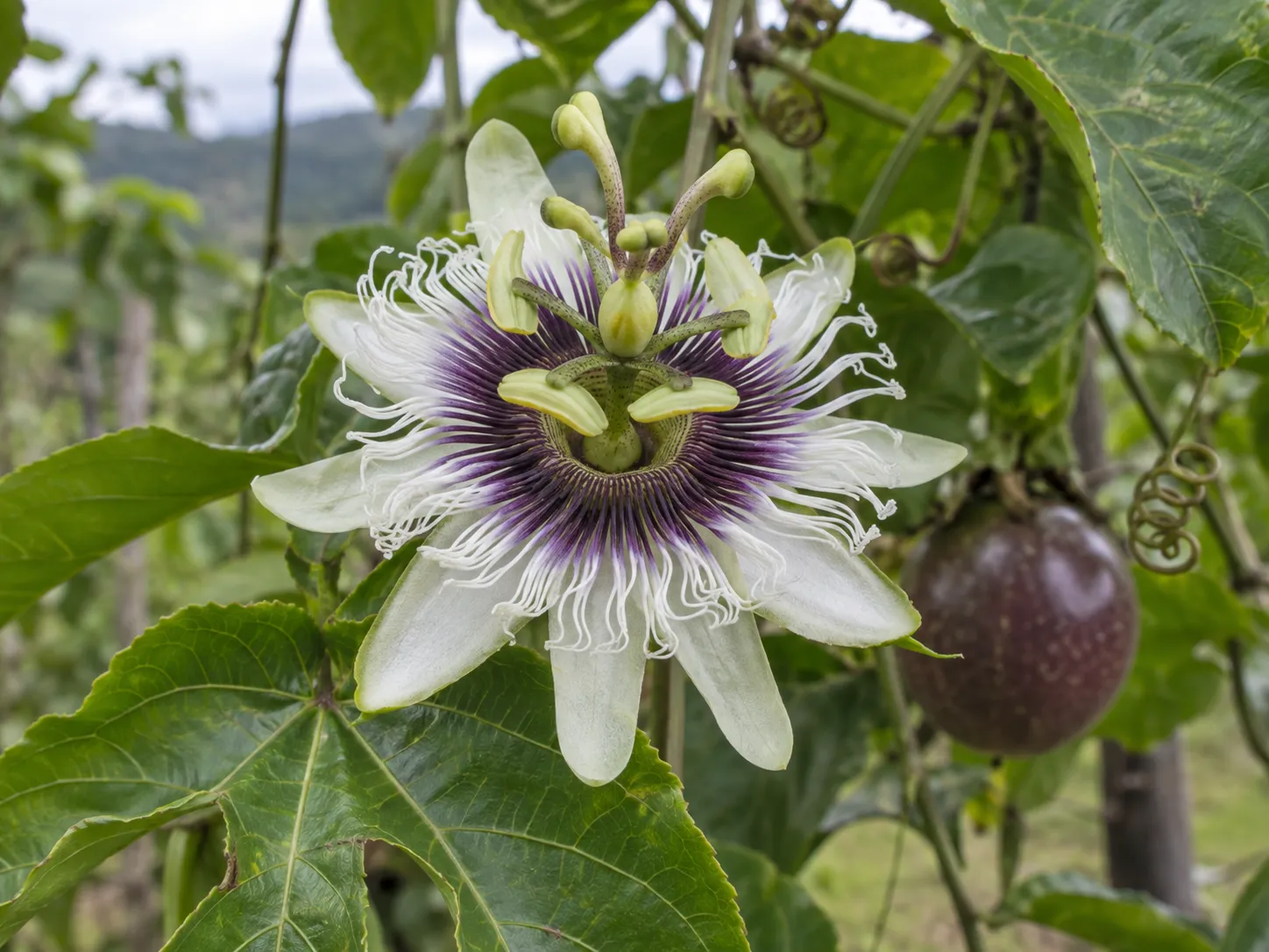 Flor recién abierta
