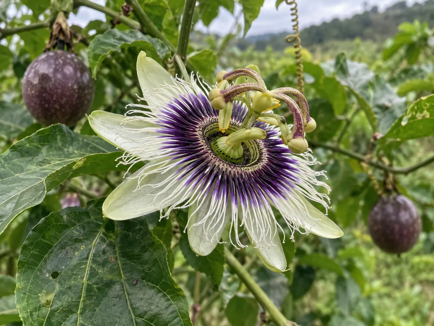 Flor en plena antesis
