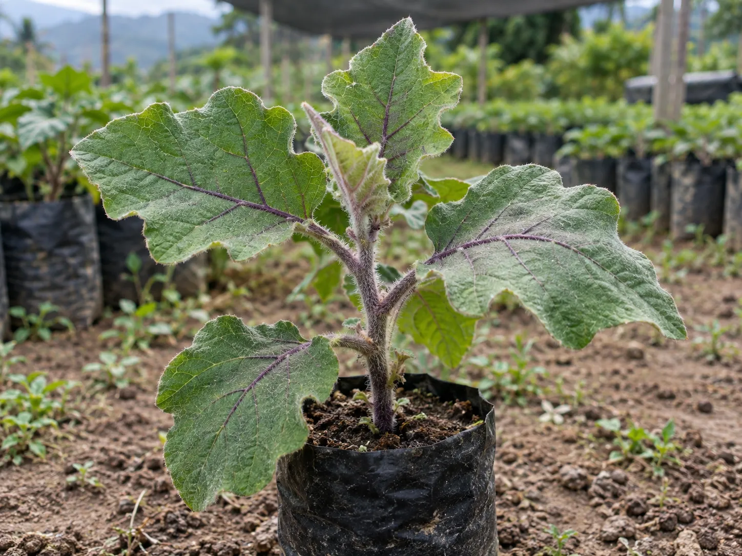 Plántula con hojas verdaderas