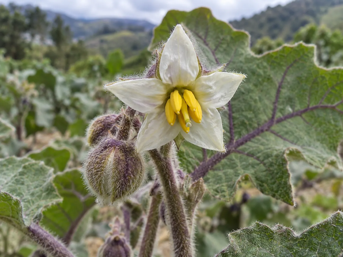 Flor abierta