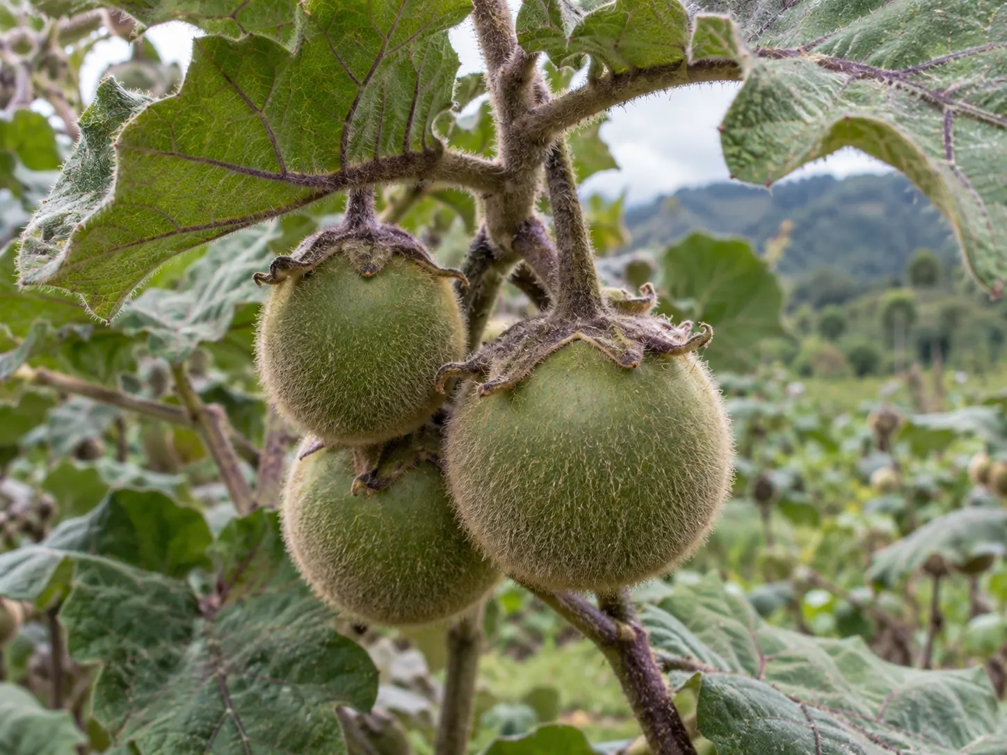 Fruto verde con tricomas