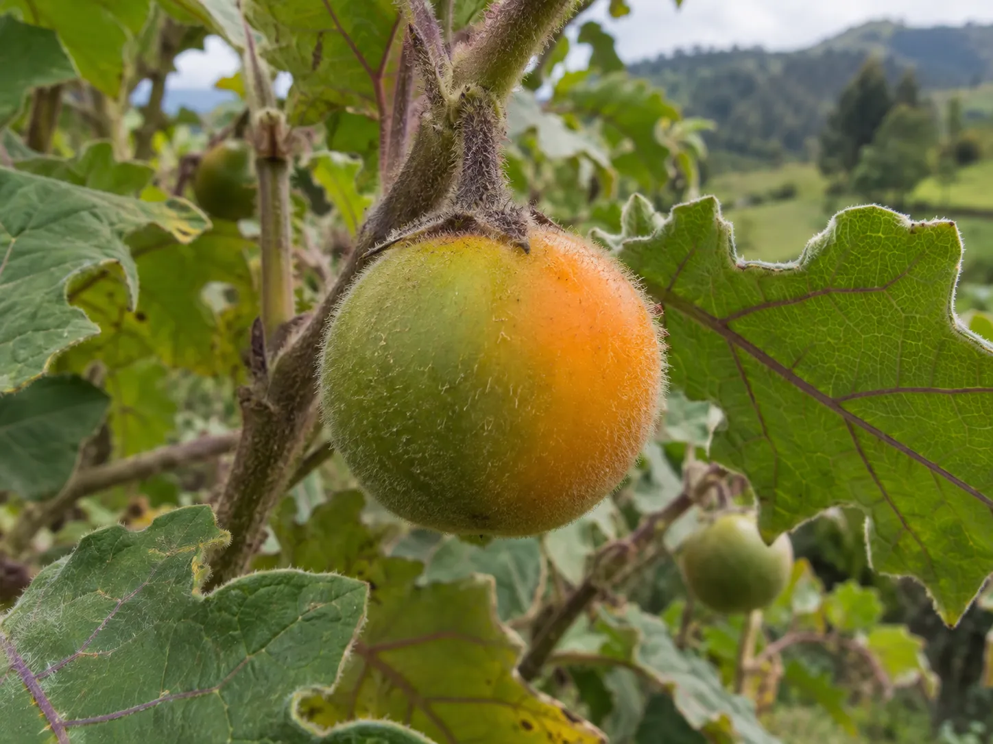 Fruto pintón