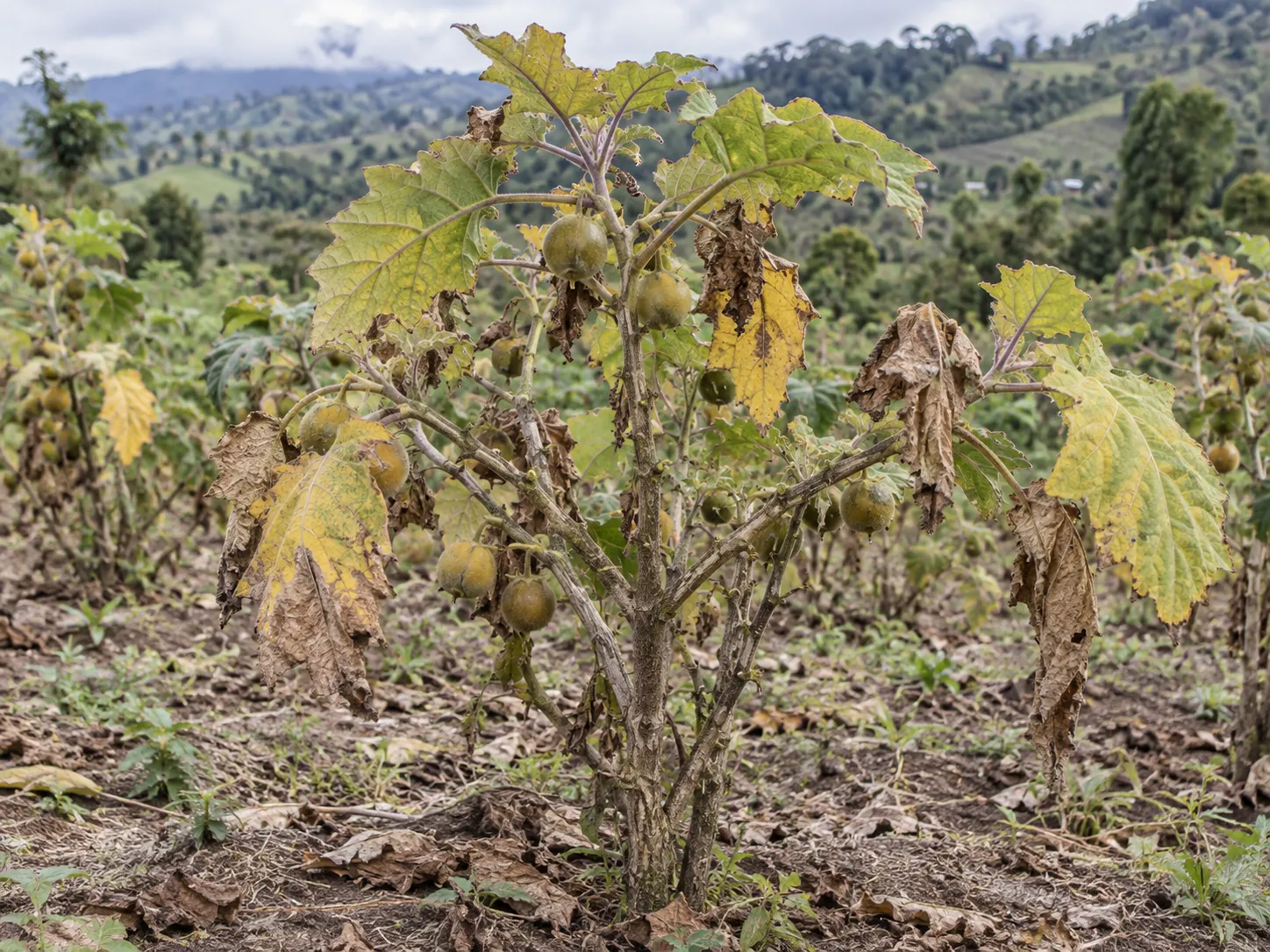 Planta al final del ciclo