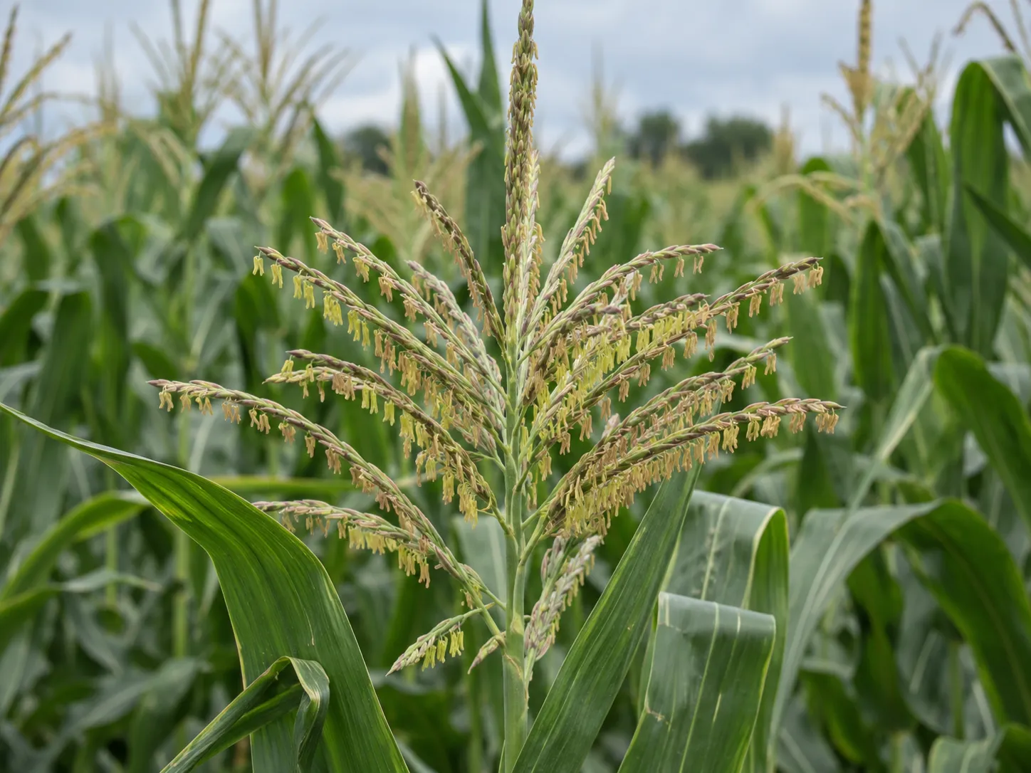 Panoja emergida