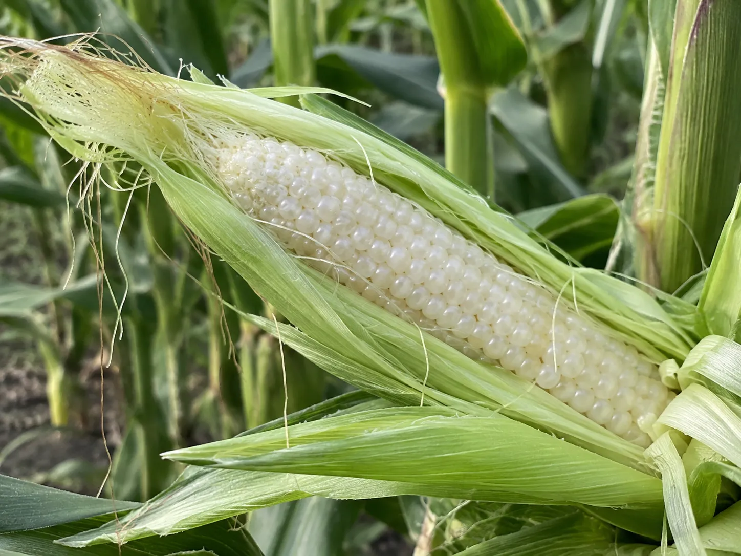 Grano en ampolla