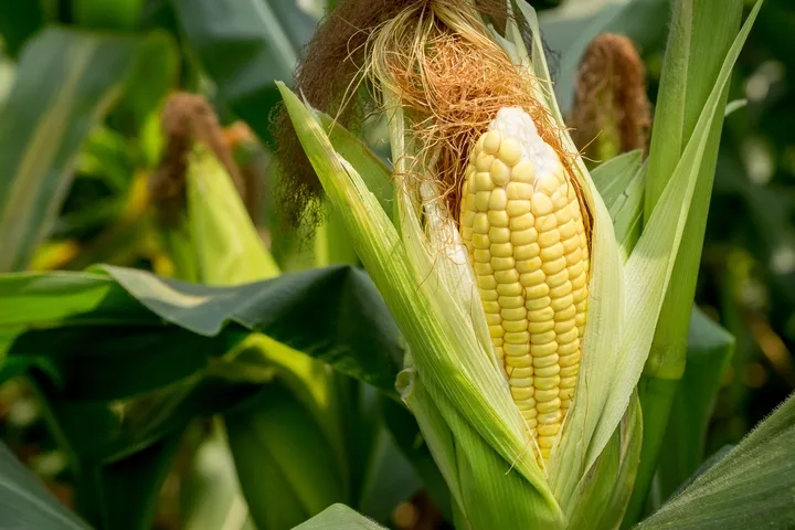 Mazorca de maíz en cultivo Escobagro