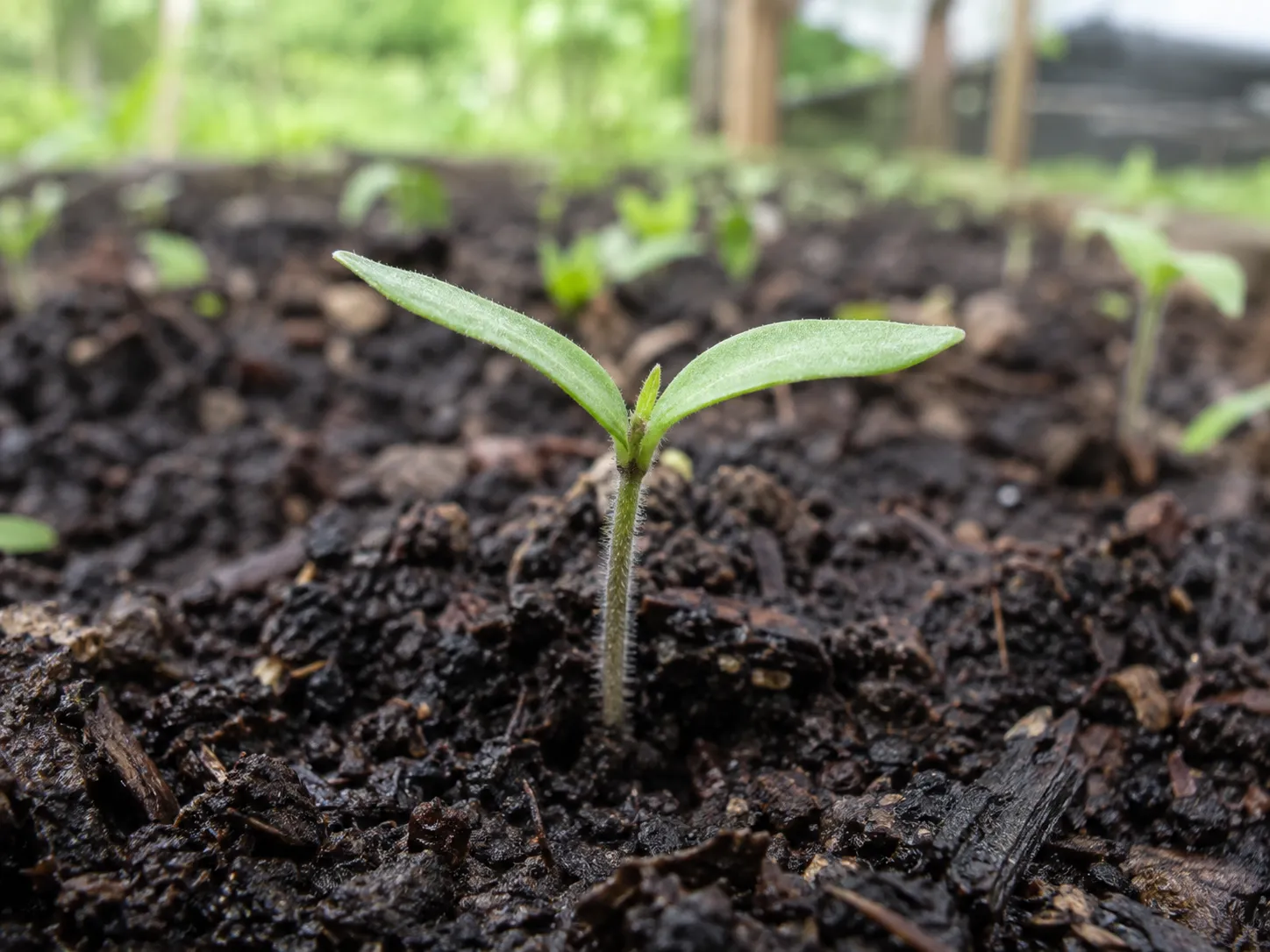 Semilla germinando