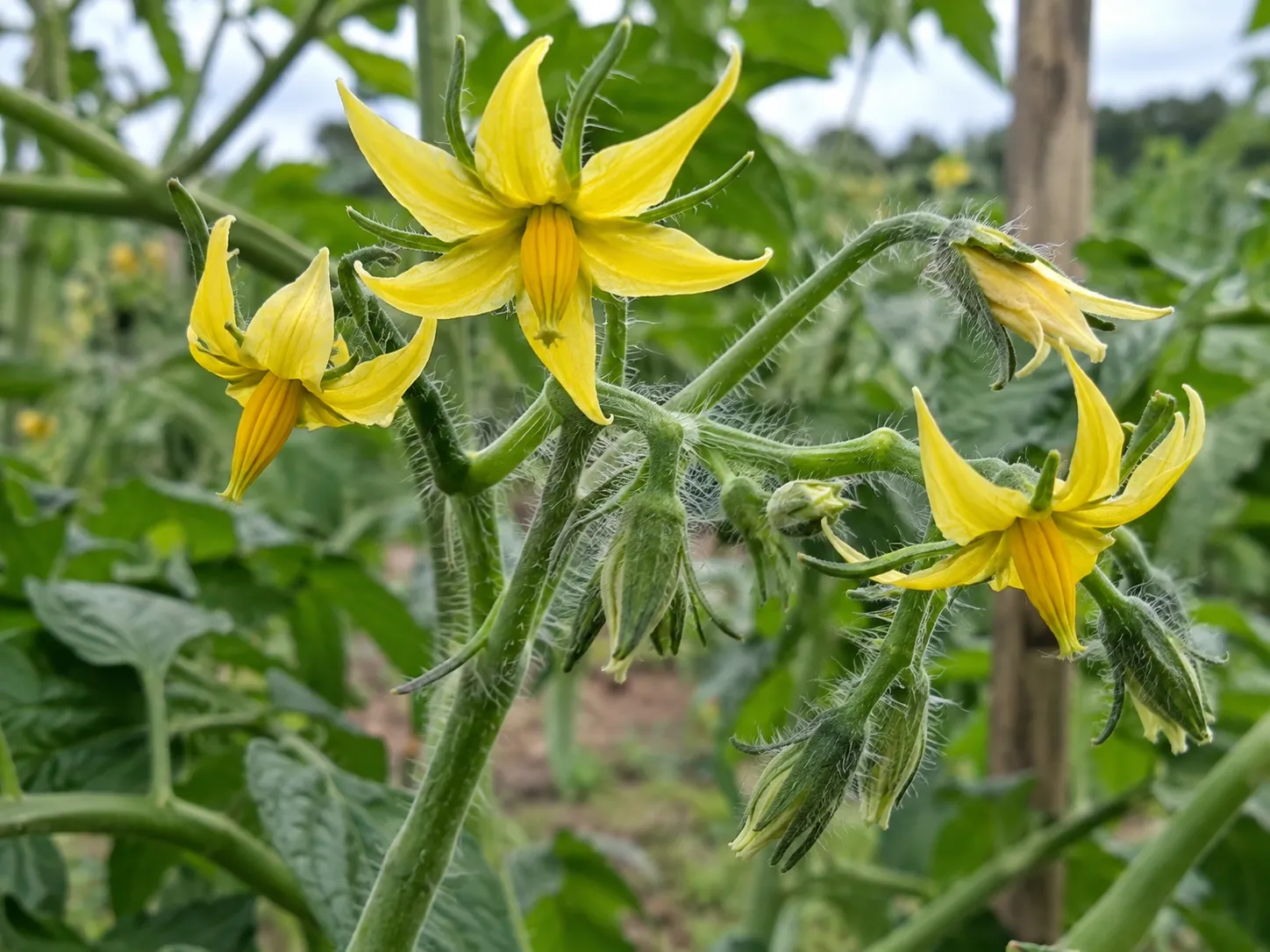 Flor abierta