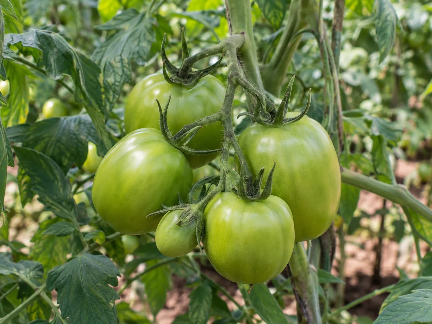 Fruto verde