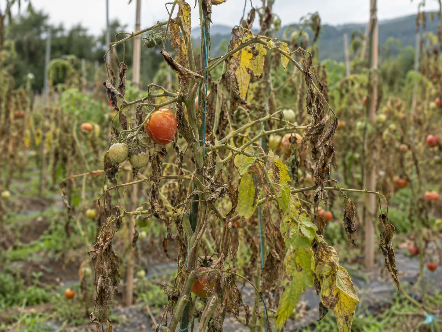 Planta al final del ciclo