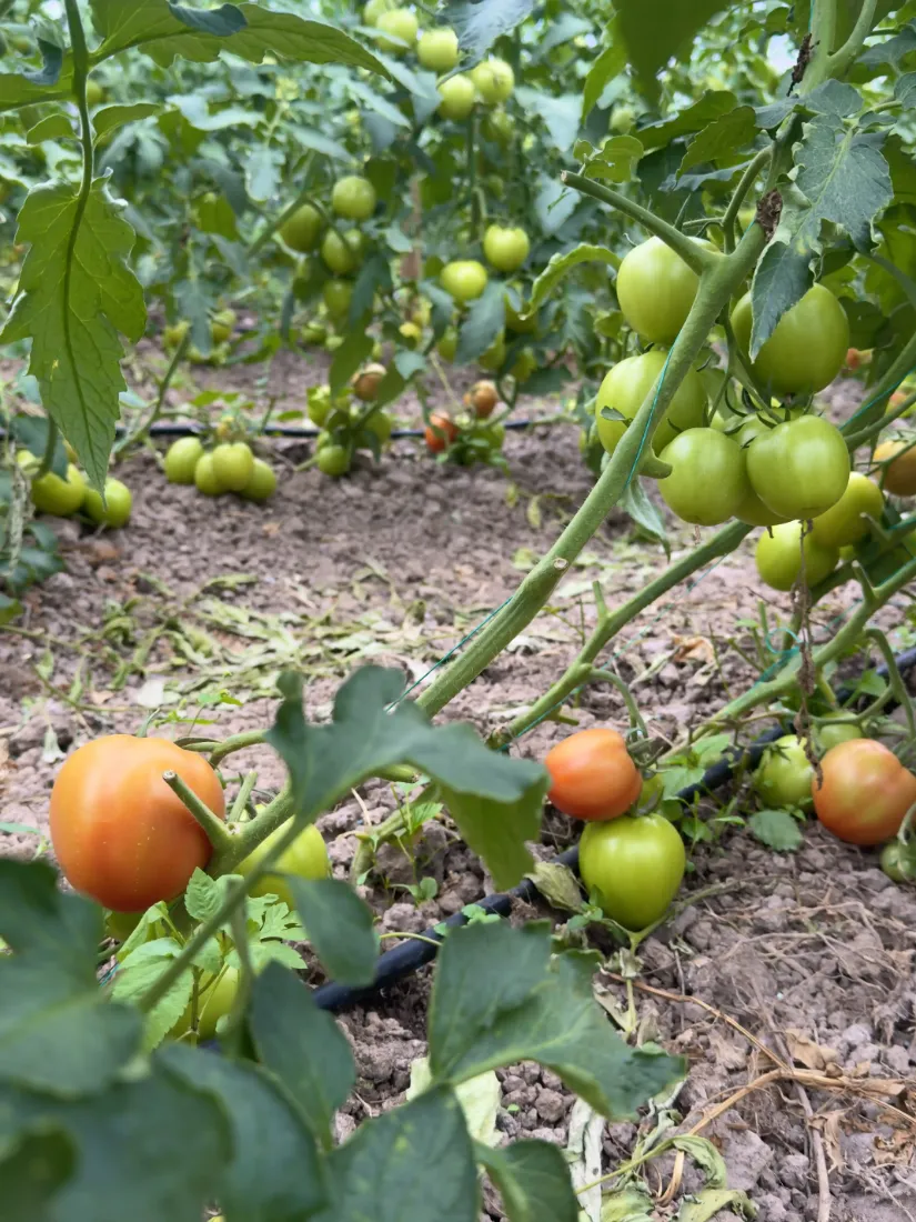 Tomates chonto en la mata en cultivo Escobagro