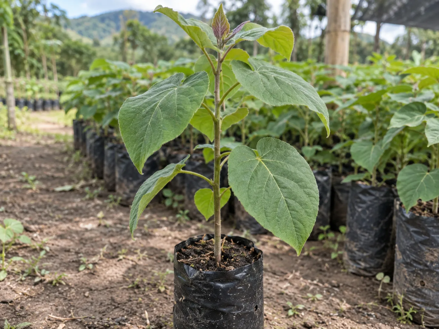 Plántulas en vivero