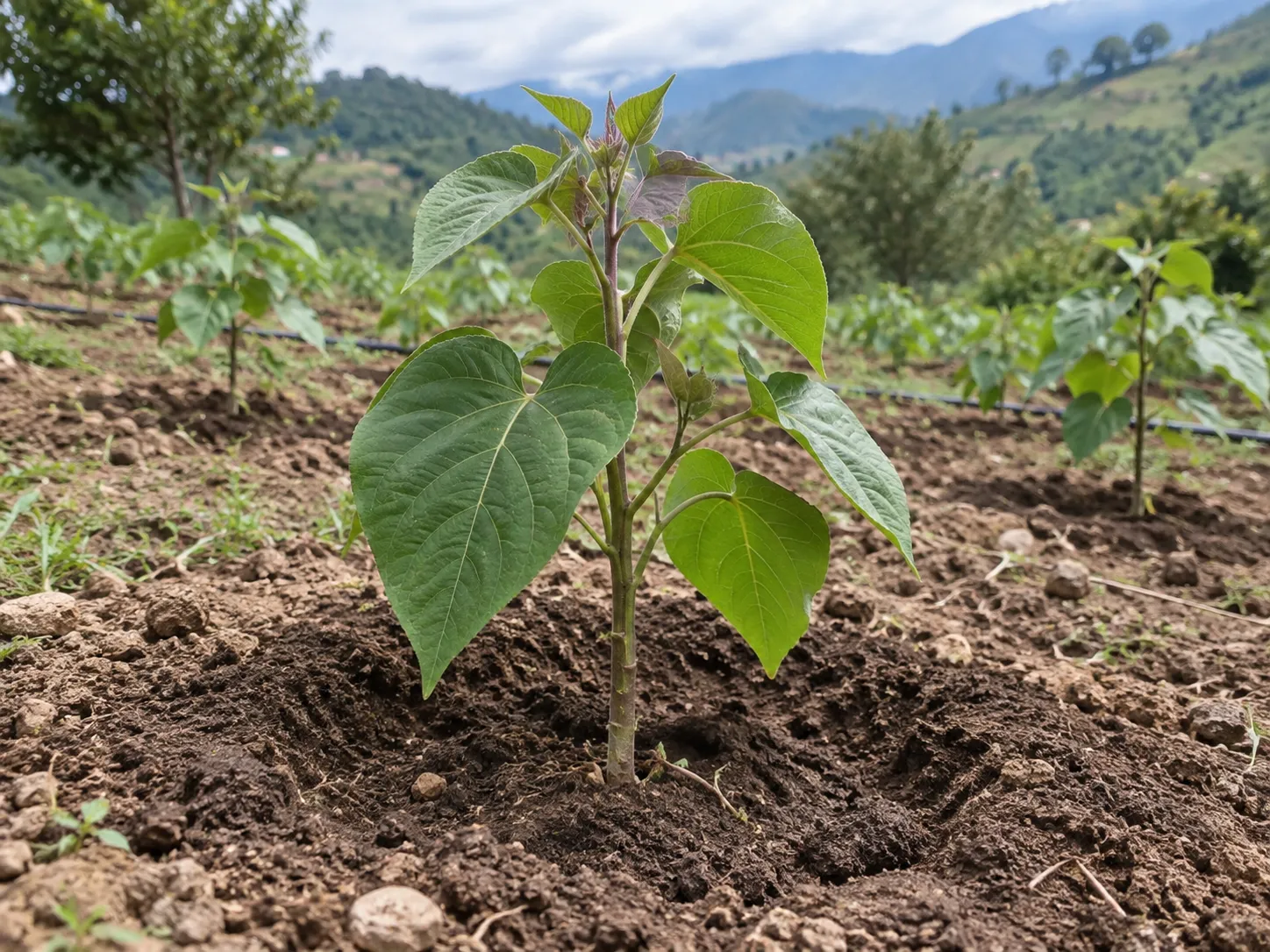 Árbol joven en campo