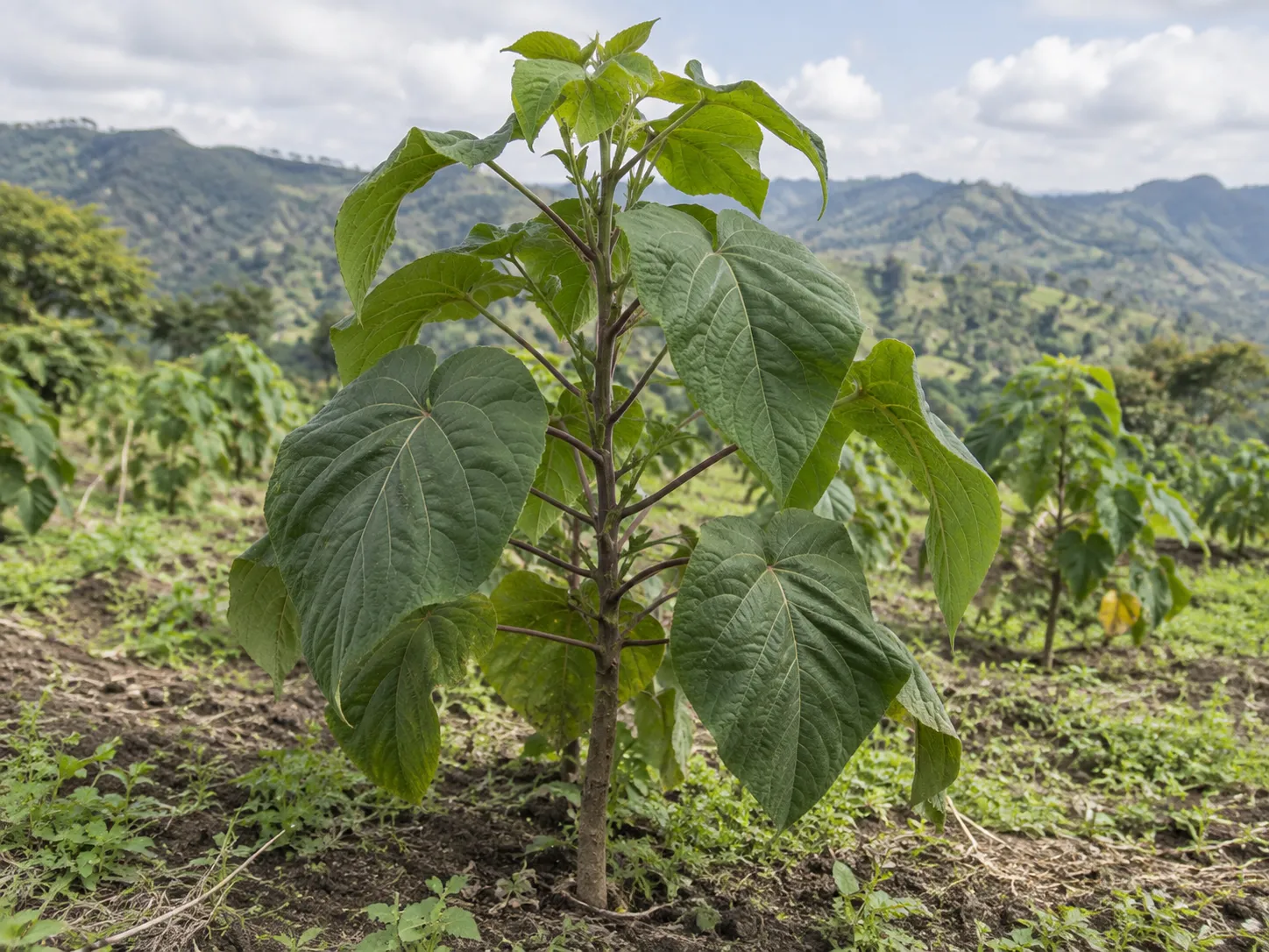 Planta en desarrollo
