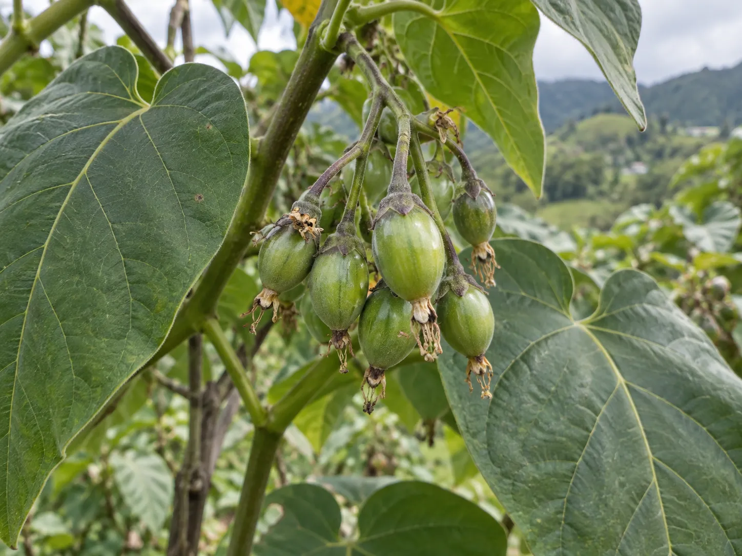 Frutos cuajados