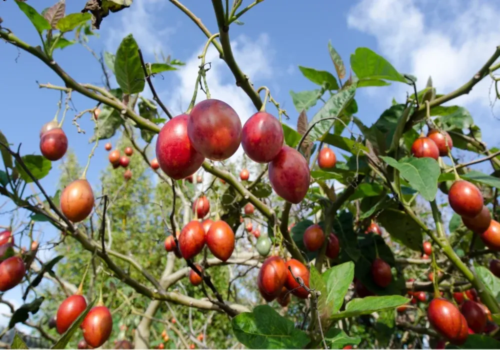 Tomates de árbol en cultivo Escobagro