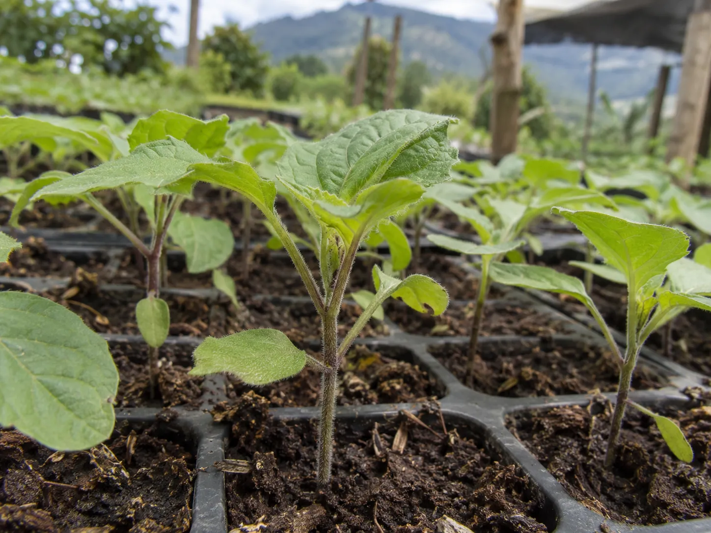 Plántulas en vivero