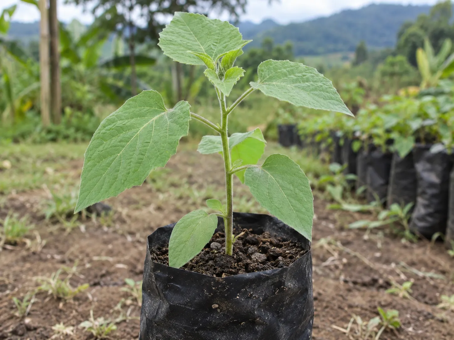 Planta en bolsa