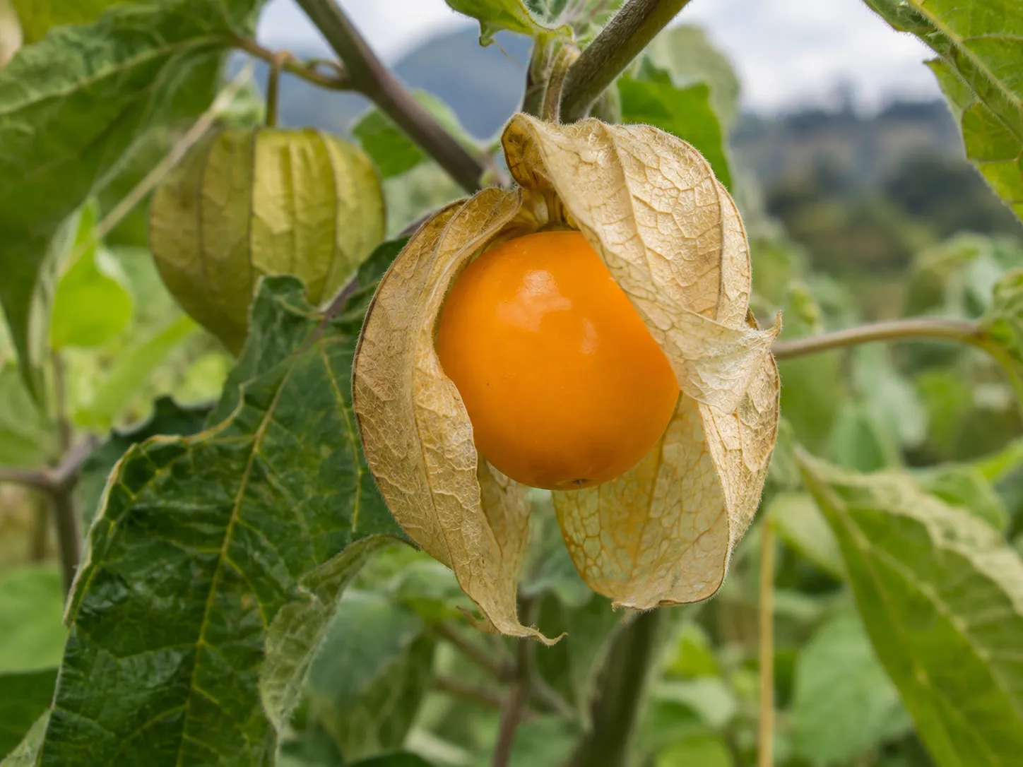 Fruto amarillo