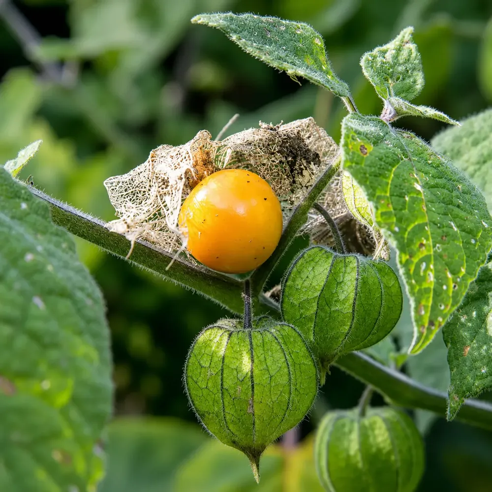 Uchuva madura en su cáliz en cultivo Escobagro